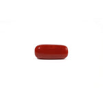 Red Coral - 7.9 Carat