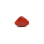 Red Coral - 17.3 Carat