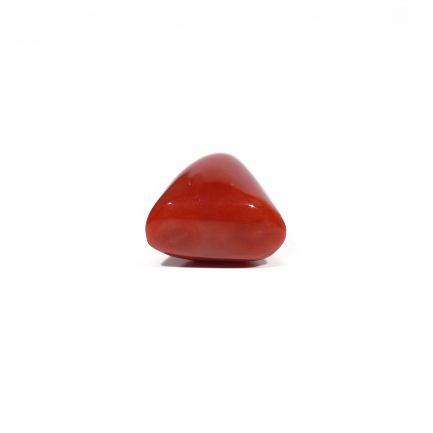 Red Coral - 18.15 Carat