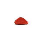 Red Coral - 6.15 Carat