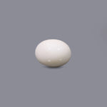 White Coral - 12.3 Carat - Pramogh