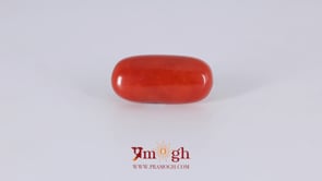 Japanese Red Coral - 6.25 Carat