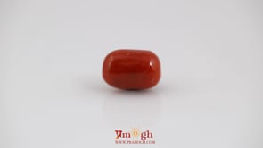 Red Coral - 7.2 Carat