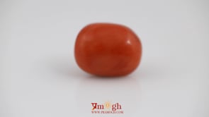 Red Coral - 23 Carat