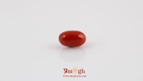 Red Coral - 4.2 Carat