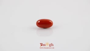 Red Coral - 4.08 Carat