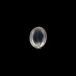 Moon Stone (Chatoyancy) - 3.2 Carat - Pramogh